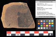 Foto (Objekt + Etikett) von Phyllerium parschlugianum Ettingshausen (NHMW-GEO-2024-0188-0013a)
